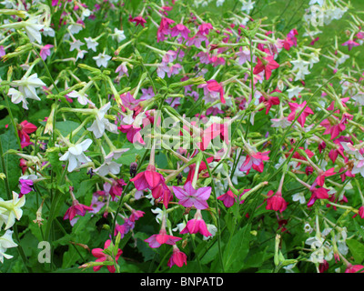 Tobacco flowers blooming Nicotiana sanderae Stock Photo