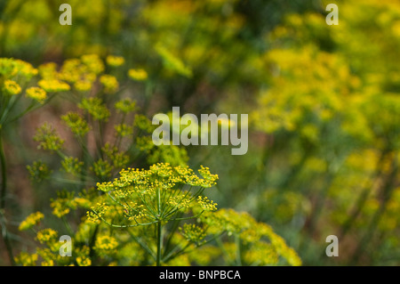 Dill, Anethum graveolens, in flower at Painswick Rococo Garden in The Cotswolds Stock Photo