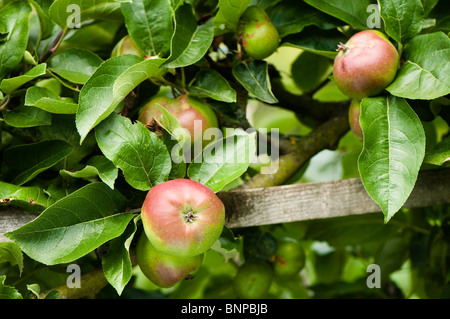 Espalier trained apple, Malus domestica ‘Coeur de Boeuf’ in fruit in July Stock Photo