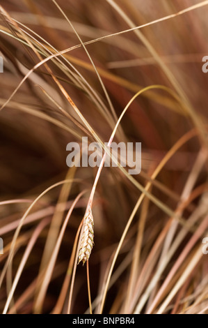 Carex comans 'Bronze', New Zealand Hair Sedge Stock Photo