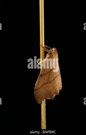 Scalloped hooktip, Falcaria lacertinaria moth covered in morning dew, Crowle Moor nature reserve, Lincolnshire, UK Stock Photo