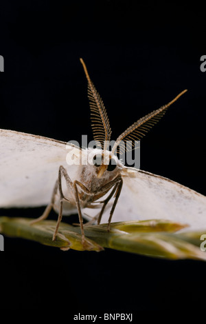 Common Wave, Cabera exanthemata, moth showing its antennae on Crowle Moor nature reserve, Lincolnshire, UK Stock Photo