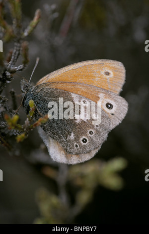 Large heath, Coenonympha tullia butterfly on Bowness Common, Cumbria, UK Stock Photo