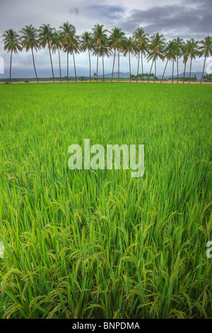 Rice field with coconuts in background. Theni Tamil Nadu, southern India Stock Photo