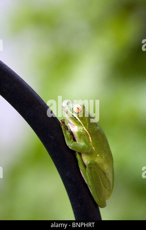 Green tree frog, Florida Stock Photo