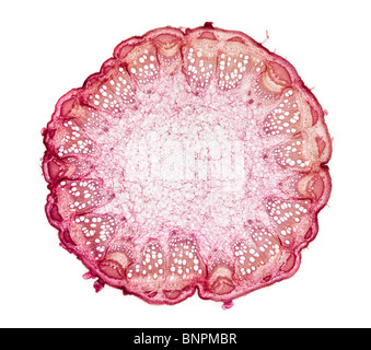 Brightfield stained photomicrograph of a young Bitter Gourd (melon) stem section T.S. Momordica charantia Stock Photo