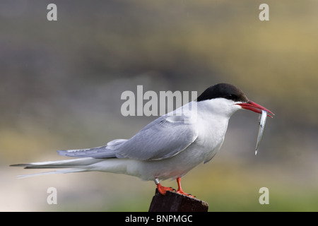 Arctic tern with sandeel Stock Photo