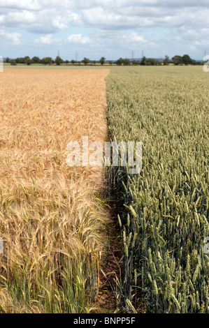 Field showing divide betwen Barley (Left) and Wheat (right) Stock Photo