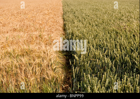 Field showing divide betwen Barley (Left) and Wheat (right) Stock Photo