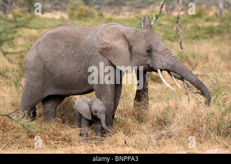 African Elephant and baby (Loxodonta africana), Selous Game Reserve, Tanzania Stock Photo