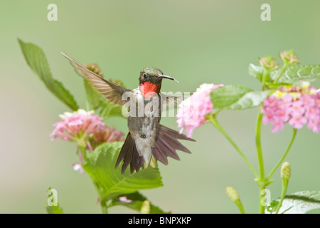 Ruby throated Hummingbird seeking nectar from Lantana Blossoms Stock Photo