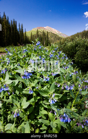 Mountain Bluebell wildflowers and Paradise Basin, north of Crested Butte, Colorado, USA. Treasury Mountain (13,462') beyond. Stock Photo