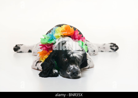 A Cockalier Spaniel Dog Wearing a Hawaiian Lei and Lying Down Stock Photo