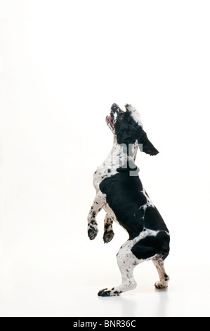 A Cockalier Spaniel Dog Begging Stock Photo