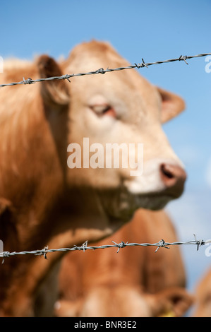 Beef cattle behind barbed wire fence. Stock Photo