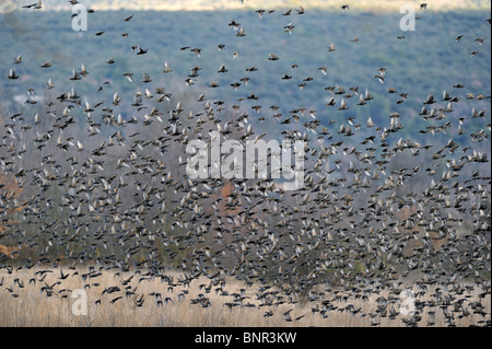 Flock of starlings (Sturnus vulgaris) taking off in winter - Provence Stock Photo