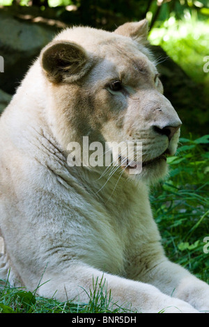 Female lion, Beauval Zoo Stock Photo