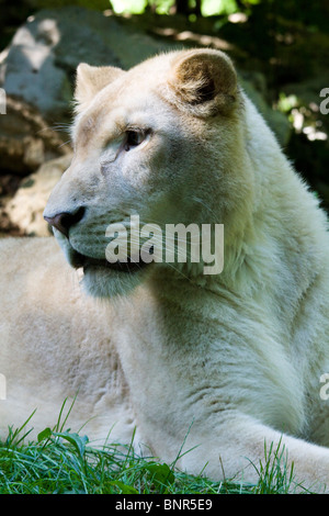 Female lion, Beauval Zoo Stock Photo