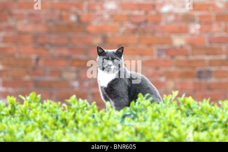 Grey cat sitting on brick wall. Stock Photo