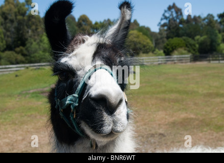 An Alpaca at the zoo Stock Photo