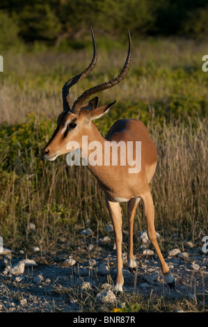 Black-faced Impala male Aepyceros melampus petersi in Etosha Namibia Stock Photo