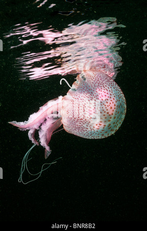 Mauve Stinger Jellyfish, Pelagia noctiluca, Cap de Creus, Costa Brava, Spain