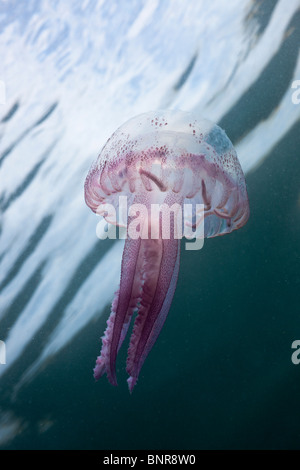 Mauve Stinger Jellyfish, Pelagia noctiluca, Cap de Creus, Costa Brava, Spain