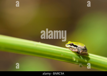 Pacific Tree Frog (Pseudacris regilla) on a blade of grass Stock Photo