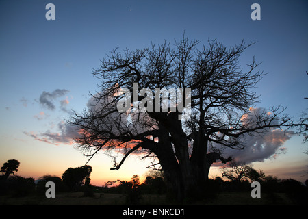 Giant Baobab tree (Adansonia digitata) at sunset, Selous Game Reserve, Tanzania Stock Photo