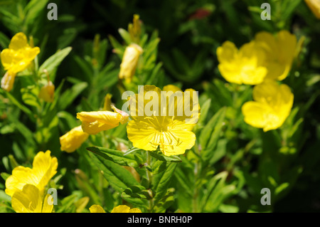 Oenothera fruticosa L., common name: Narrow-Leaved Sundrops or Fireworks Sundrops or Narrowleaf Evening Primrose Stock Photo