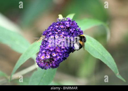 Bumble Bee collecting pollen from Buddleja Stock Photo