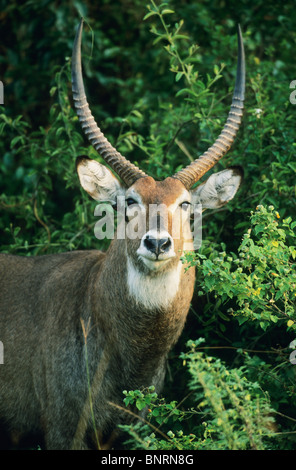 Defassa Waterbuck, (Kobus ellipsiprymnus), Queen Elizabeth National Park, Uganda. Stock Photo