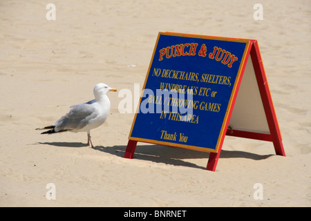 Seagull reads the Punch and Judy sign, Weymouth dorset england uk gb Stock Photo