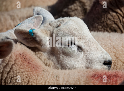 Sheep at market with tagged ear Abergavenny Wales UK Stock Photo