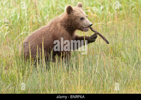 Stock photo of an Alaskan coastal brown bear cub sitting in a sedge meadow, Lake Clark National Park, Alaska. Stock Photo