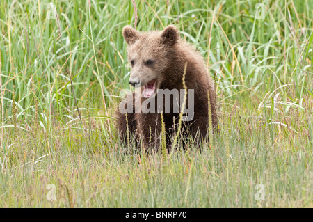 Stock photo of an Alaskan coastal brown bear cub sitting in a sedge meadow, Lake Clark National Park, Alaska. Stock Photo