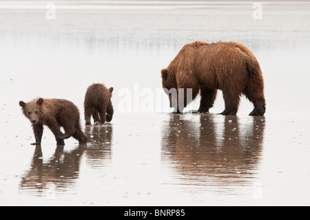 Stock photo of an Alaskan coastal brown bear sow and cubs looking for clams at low tide.
