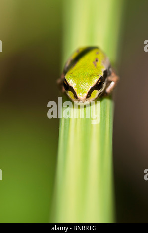 Pacific Tree Frog (Pseudacris regilla) on a blade of grass