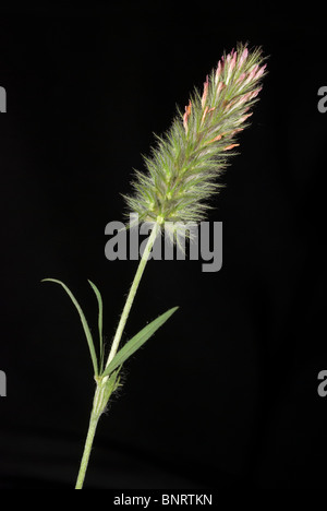 Narrow-leaved crimson clover (Trifolium angustifolium) Stock Photo