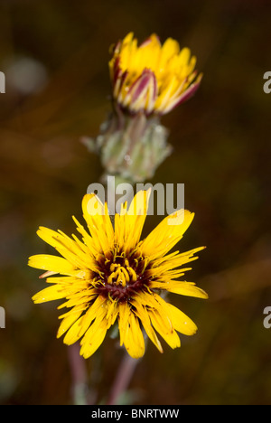 Sand daisy (Reichardia gaditana) in sand dunes. Stock Photo