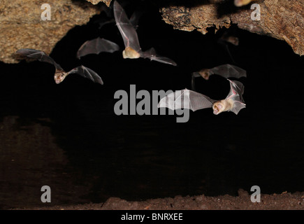 Persian trident bats (Triaenops persicus) flying, coastal Kenya. Stock Photo