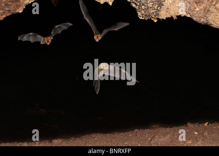 Persian trident bats (Triaenops persicus) flying in cave, coastal Kenya. Stock Photo