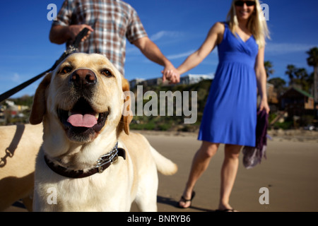 Couple take their dogs for a walk at the beach. Stock Photo