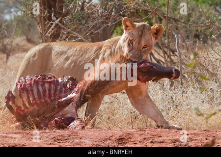 Lioness dragging the killed waterbuck, Tsavo East National park, Kenya. Stock Photo