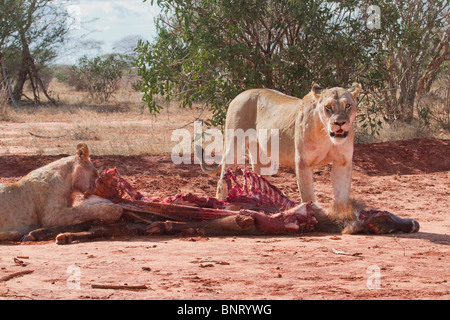 Lioness and her cub eating the killed waterbuck (Kobus ellipsiprymnus) , Tsavo East National park, Kenya. Stock Photo