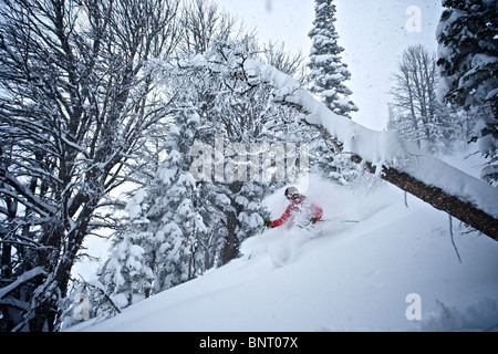 A man skis in powder snow on Teton Pass. Stock Photo