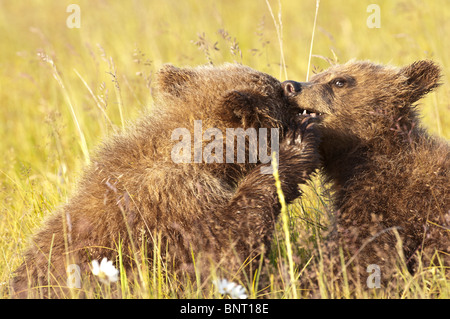 Stock photo of two Alaskan brown bear cubs playing in a meadow, Lake Clark National Park, Alaska. Stock Photo