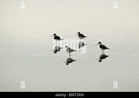 Black-necked stilts, Himantopus mexicanus, in a pond near Aguadulce in the Cocle province, Republic of Panama. Stock Photo