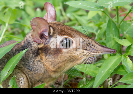 Four-toed elephant shrew (Petrodromus tetradactylus), Arabuko-Sokoke Forest, Kenya Stock Photo