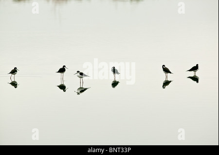 Black-necked stilts, Himantopus mexicanus, in a pond near Aguadulce in the Cocle province, Republic of Panama. Stock Photo